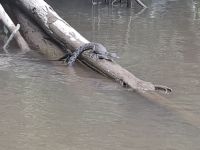 Baby-Krokodil ca. 1 Jahr alt
