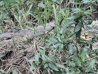 weibliches Salzwasser-Krokodil ca. 3 m lang