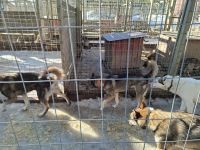 Huskyfarm 