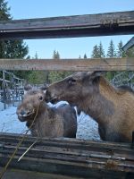 Elch- und Rentierfarm 
