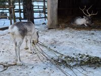 Elch- und Rentierfarm 