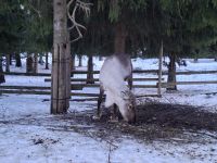 Elch- und Rentierfarm 