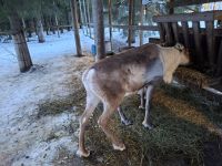 Elch- und Rentierfarm 