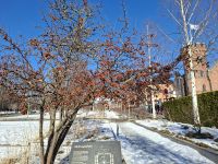 Umeå (Rathaus-Park)