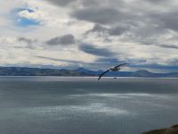 Otago Halbinsel Royal Albatross Centre