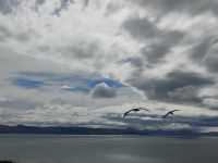 Otago Halbinsel Royal Albatross Centre