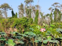 Vietnam. Naturpark Tra Su 