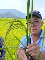 Binh und die Reispflanze 