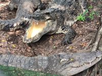 Vietnam. Krokodil-Farm 