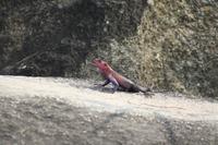 Agame am Victoriasee