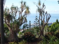 Funchal - Botanischer Garten, Elefantenfuß