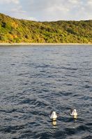 White-capped Albatross