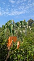 Flora in Iguazú 