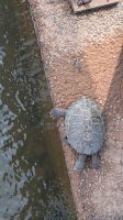 Wasserschildkröte 