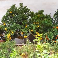 Florenz: Boboli-Garten 