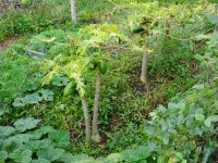 Levada Wanderung - Papaya