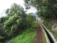 Levada Wanderung - vorbei an Mimosenbäumen