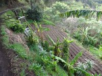 Levada Wanderung - Treppe zum kleinen Gemüsegarten