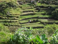 kleine Terrassenfelder entlang der Levada von Marocos