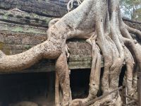Kambodscha. Ta Prohm