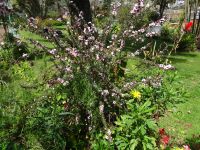 Quinta Splendida - Heide