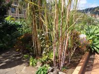 Quinta Splendida - Zuckerrohr