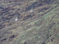 Fahrt mit der Santa Maria - Seilbahn von und nach Faja dos Padres