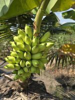 Agrarbetrieb im Mekong Delta
