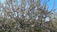 Mandelblüte.jpg