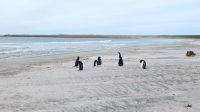 Pinguine am Strand