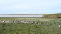 Gentoo Pinguine an der Bluff Cove
