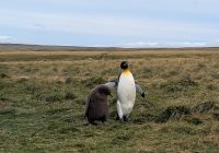 Falklandinseln Königspinguine