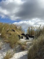 Brütstelle der Pinguine