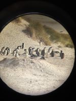 Eine Kolonie durchs Fernglas