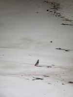 Pinguin Falklandinsel