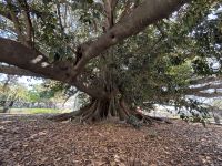 400 Jahre alter Gummibaum