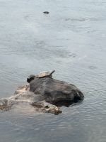 Schildkröte vor den Wasserfällen