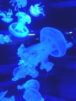 Quallen/Loro Park/Puerto de la Cruz/Teneriffa/Kanaren