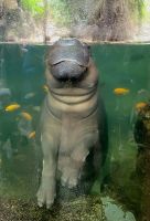 Flusspferd/Loro Park/Puerto de la Cruz/Teneriffa/Kanaren