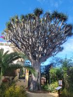 Drachenbaum/Orchideengarten/Puerto de la Cruz/Teneriffa/Kanaren