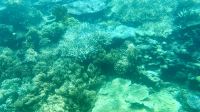 Great Barrier Reef