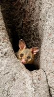 Possum, Sydney 