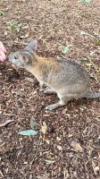 Wallabies, Featherdale Wildlife Park