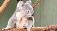Koala, Featherdale Wildlife Park