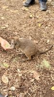 Wallabies, Featherdale Wildlife Park