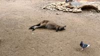 Känguru, Featherdale Wildlife Park