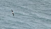 Albatross Center, Otago Halbinsel 