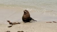 Seerobben am Strand 