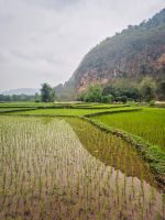 Reisfelder in der Region Mai Chau im Dorf Kho Muong, Vietnam