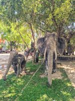 Fahrradtour in Siem Reap, Kambodscha